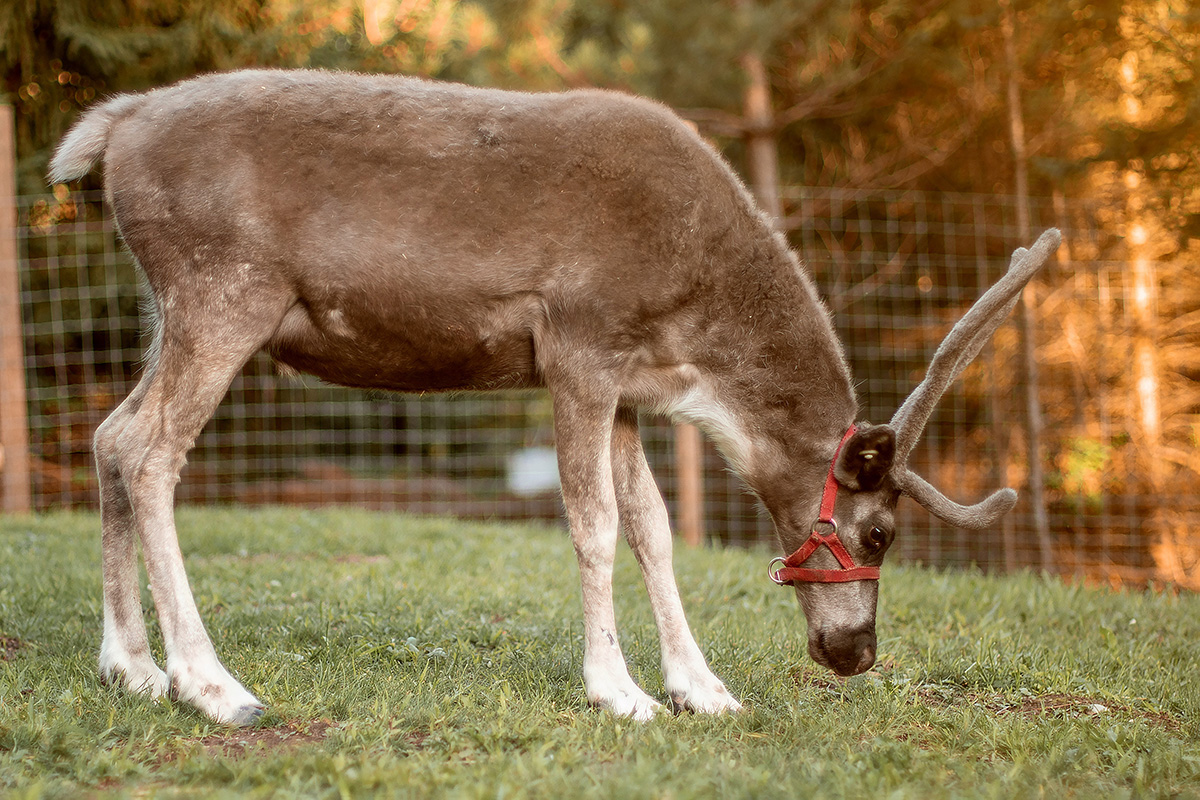 reindeer for education